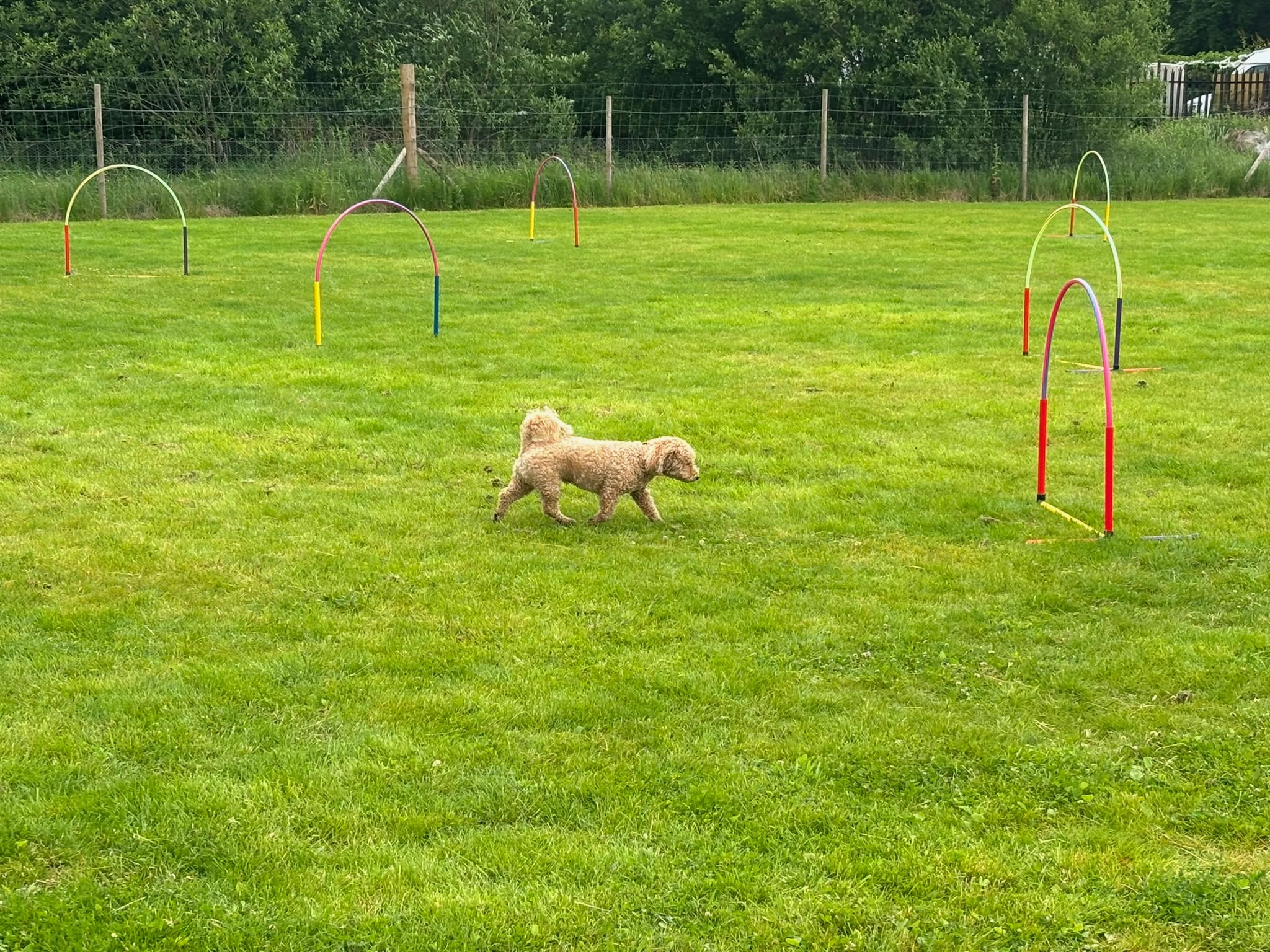 Curly-coated dog working through a hoopers course
