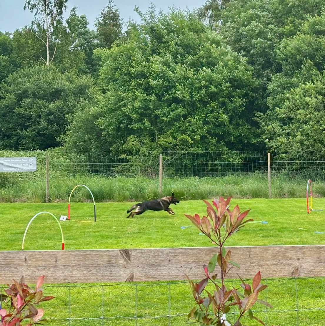 German Shepherd sprinting through a hoopers course