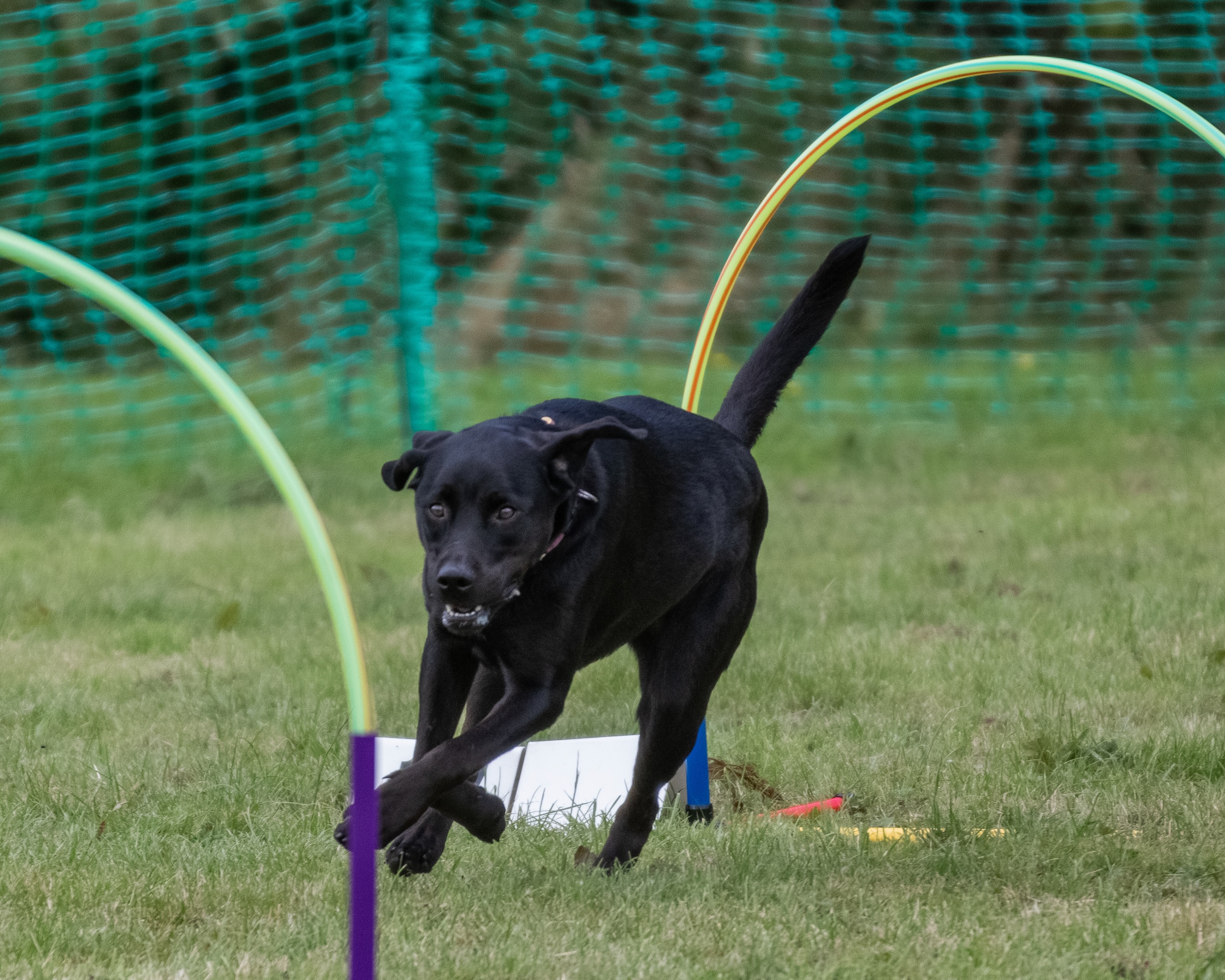 Lola running through a hoop